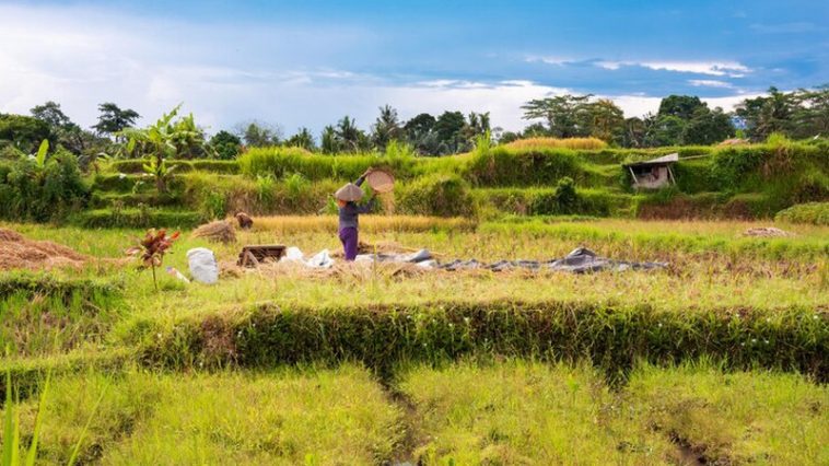 Ilustrasi lumbung pangan (food estate). Freepik